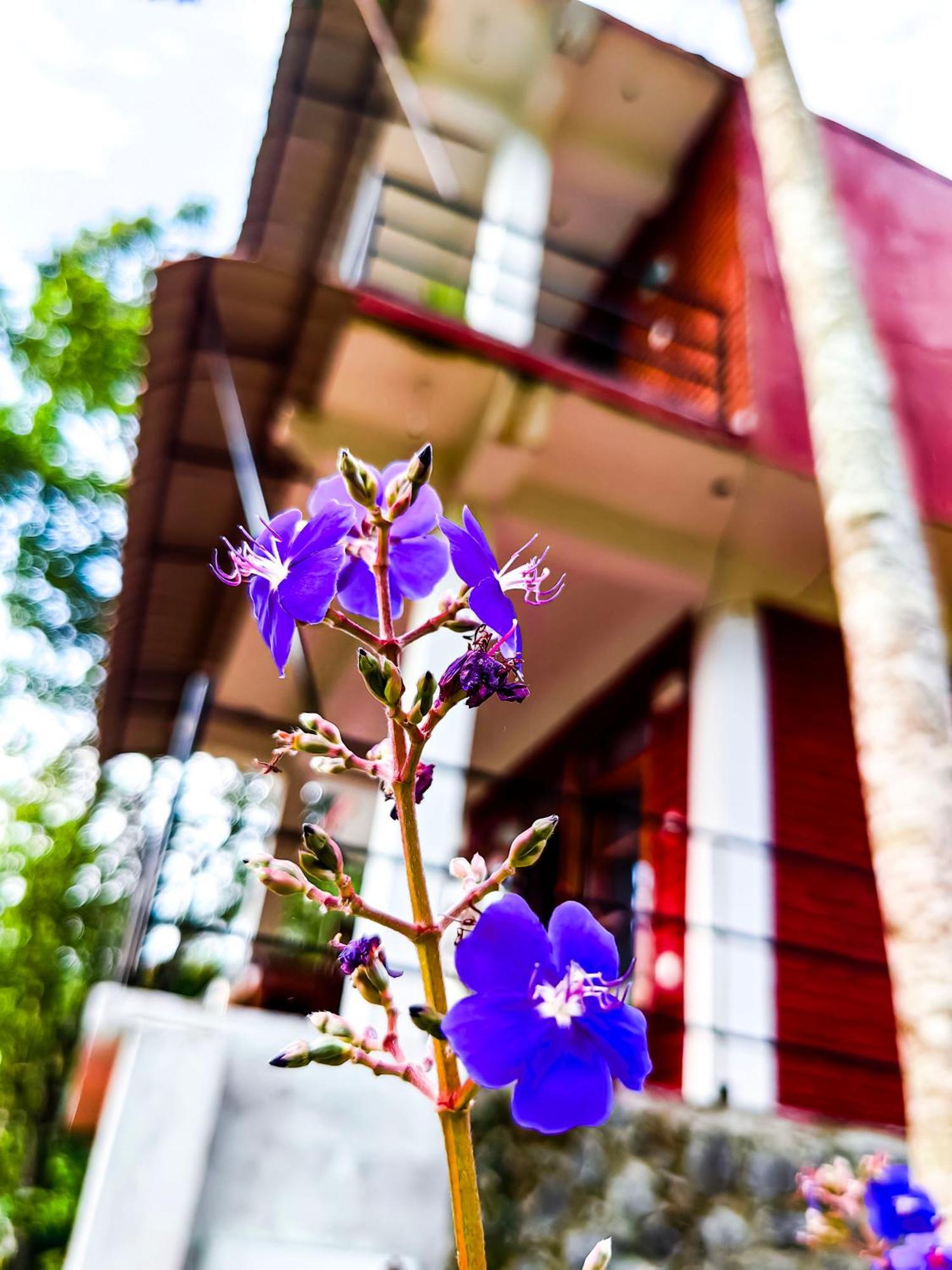 Ella Rock Glance Villa Dış mekan fotoğraf